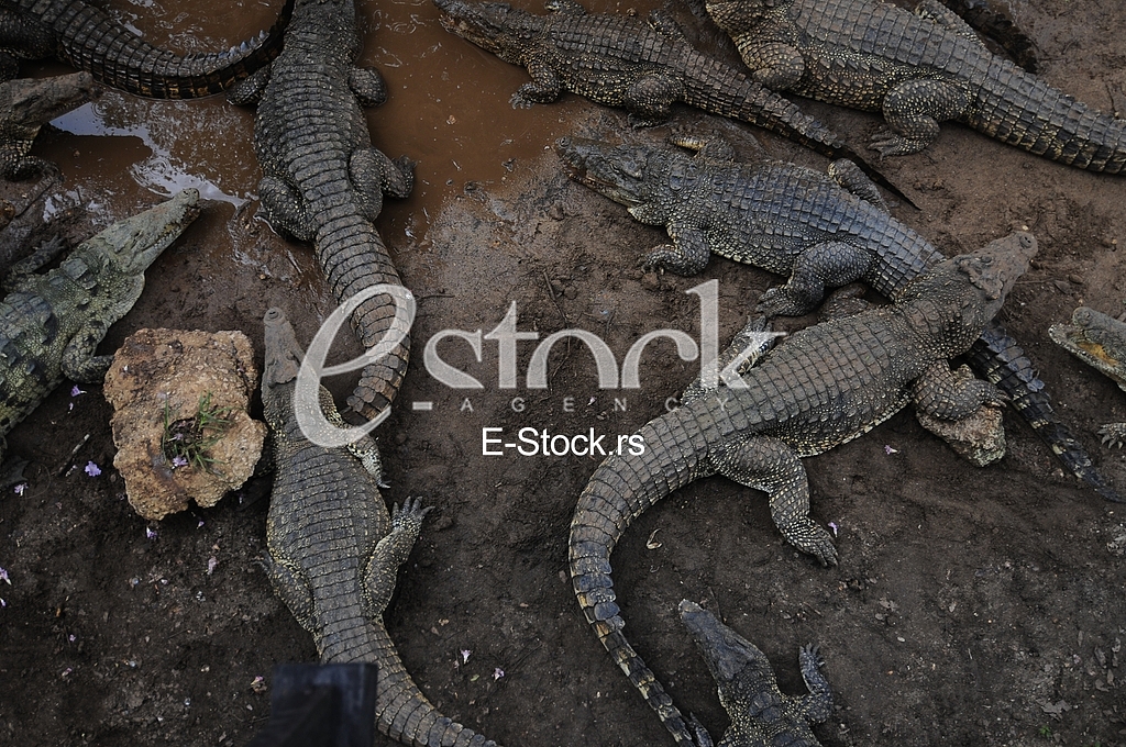 Crocodile