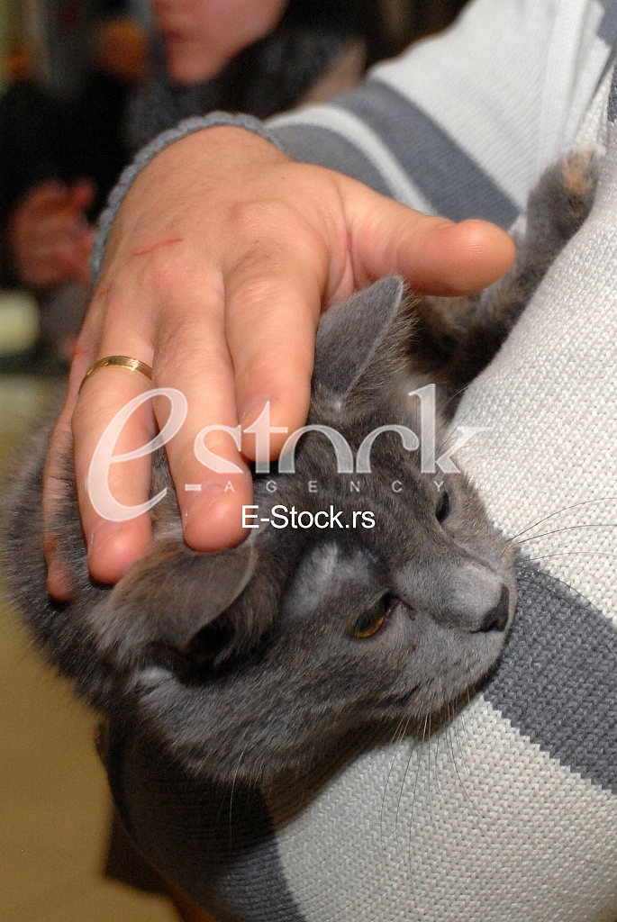 Cat show