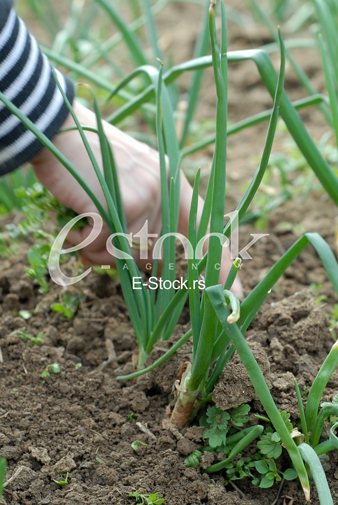 Agriculture 