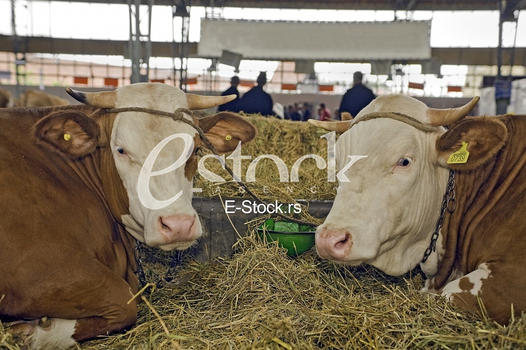 Cow
