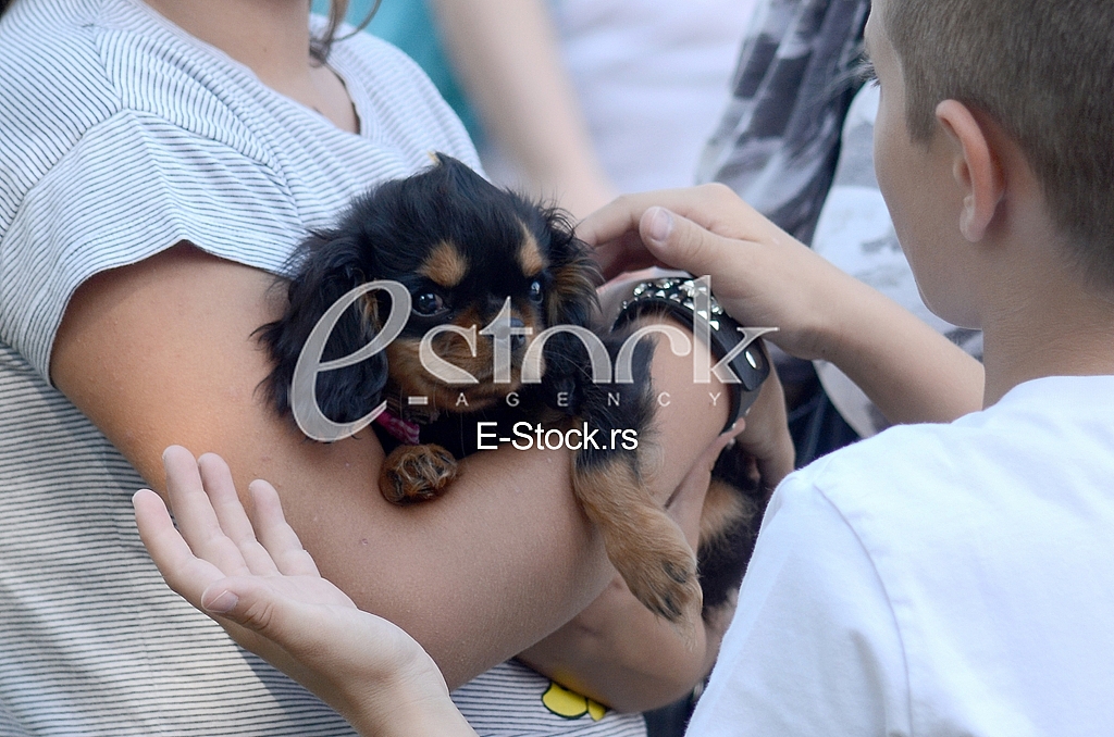 The first international festival of pets The first international festival of pets