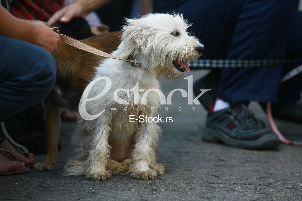 seated bichon frise puppy dog with people
