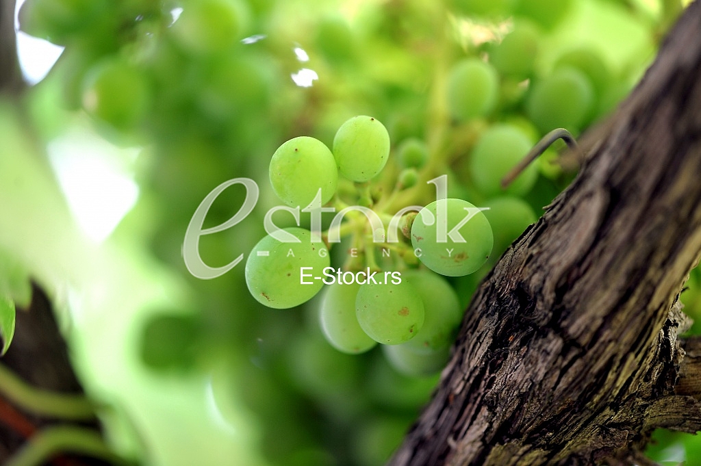 Fruits