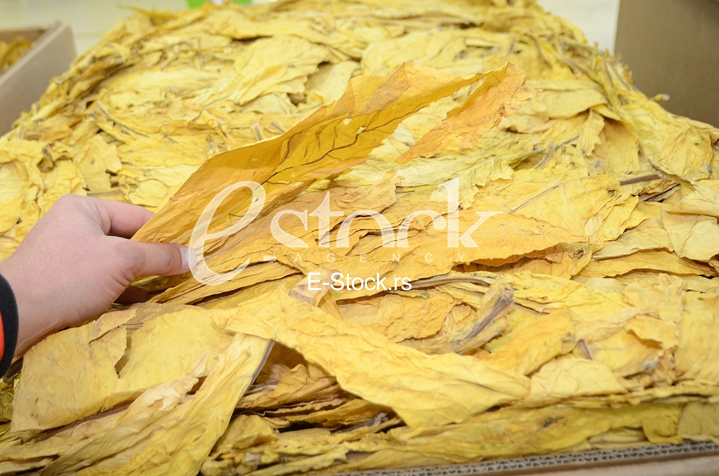  Marking of 10 years Japan Tobacco International