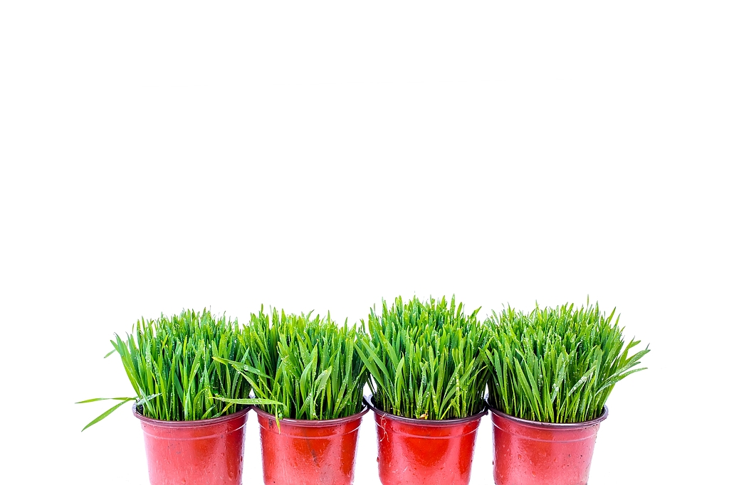 The plants are medicinal. It is used in nutrition and in medicine