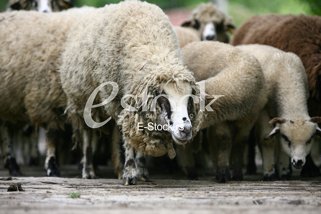 Herd of sheep on beautiful mountain meadow