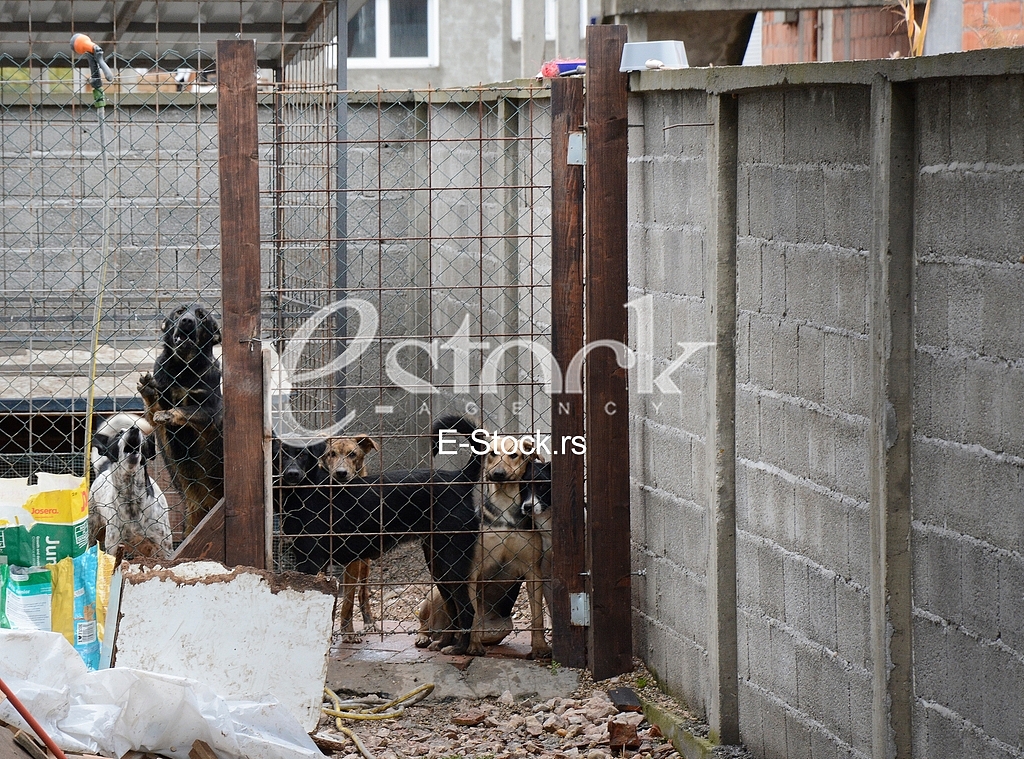 Association for adoption dogs 