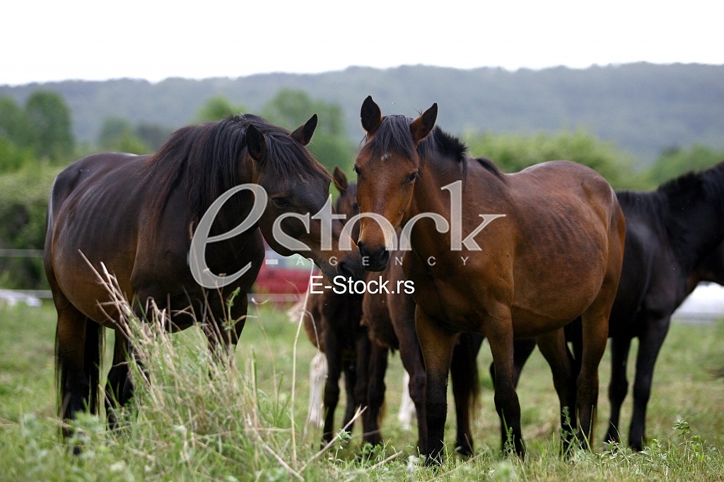 horses in the countryside in a field near mountains