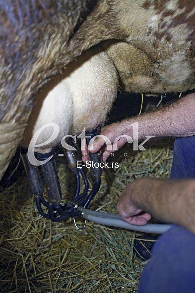 Cow