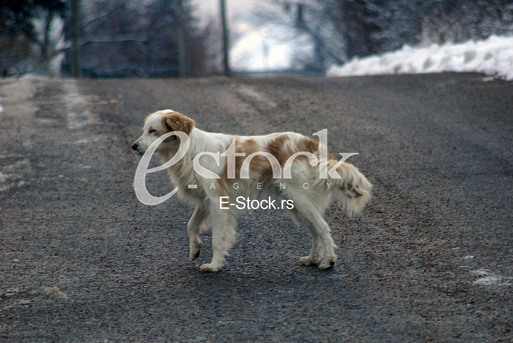 Hunting dog