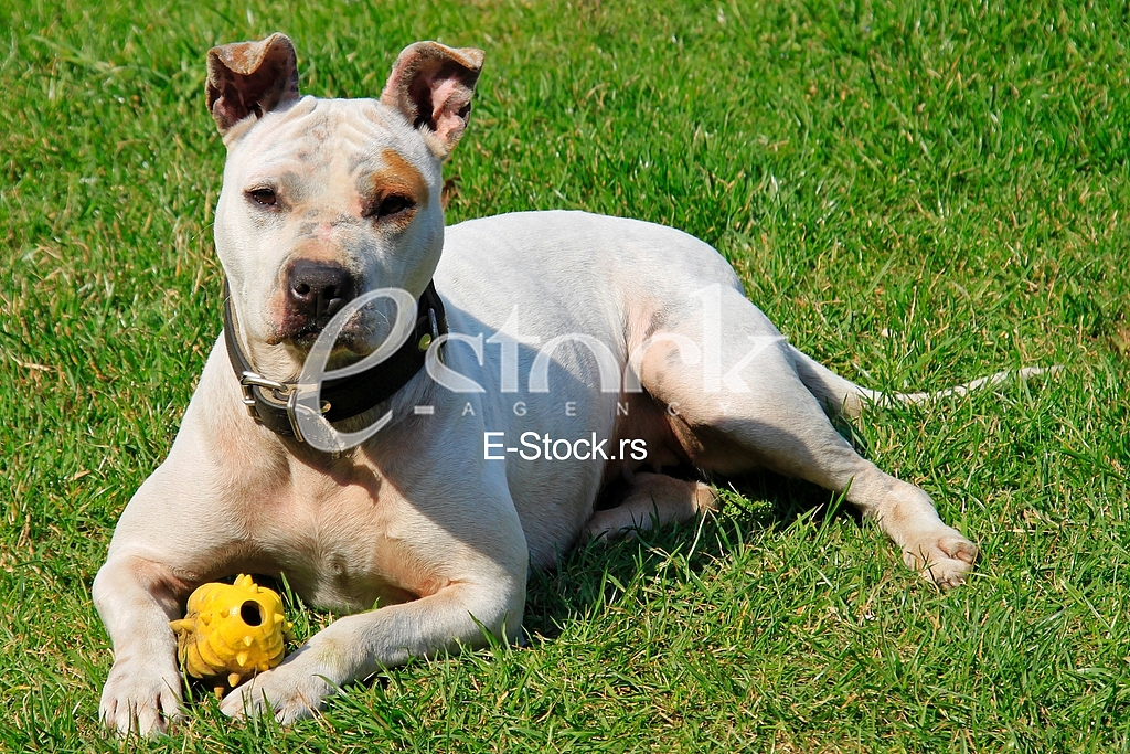 Animal, dog