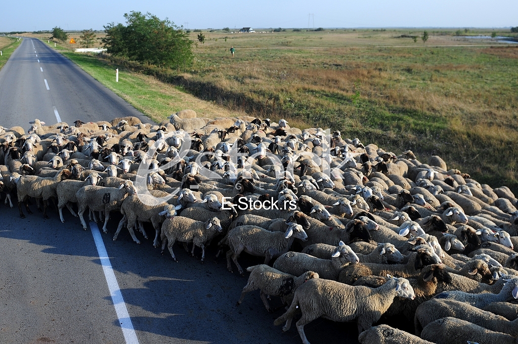 Sheep, animal