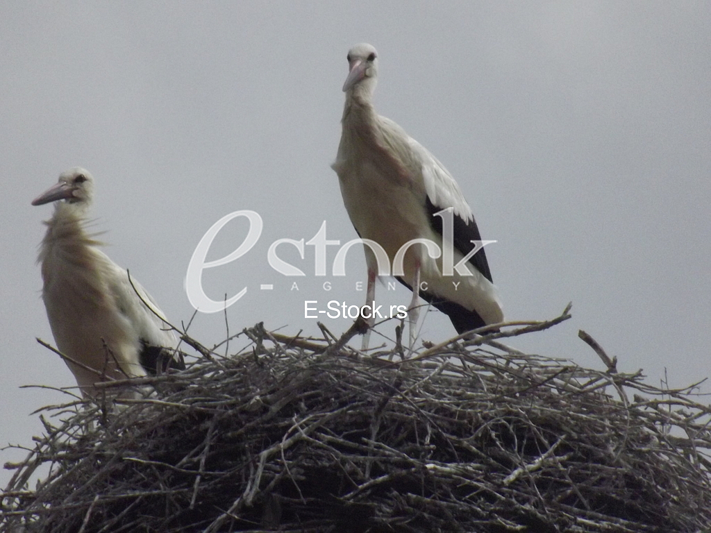 Stork, Roda