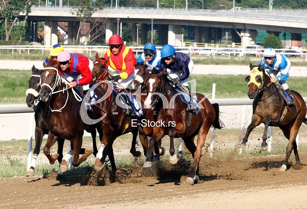 Hippodrome Belgrade hippodrome, and 100 years of equestrian sport horses and equestrian sports, horse