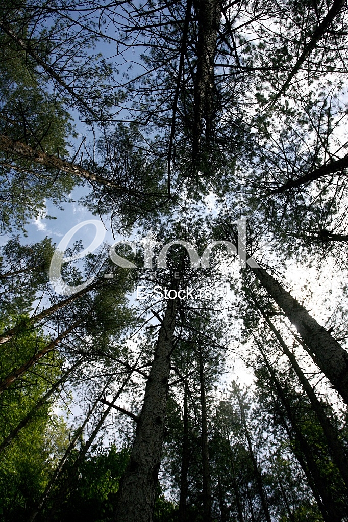 The green trees top in forest, blue sky and sun beams shining through leaves view through the treetop