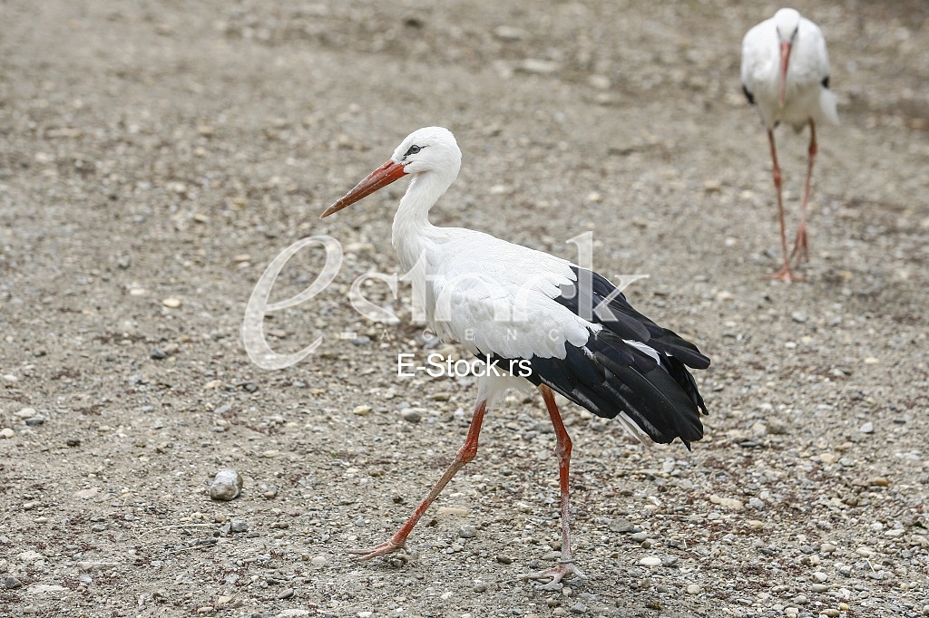 two herons walking on the ground