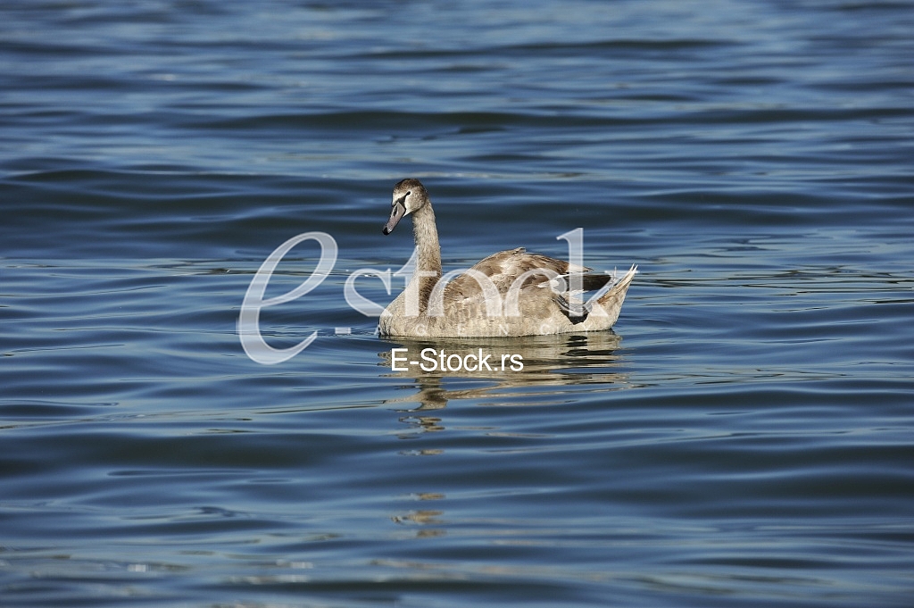 swan on blue water