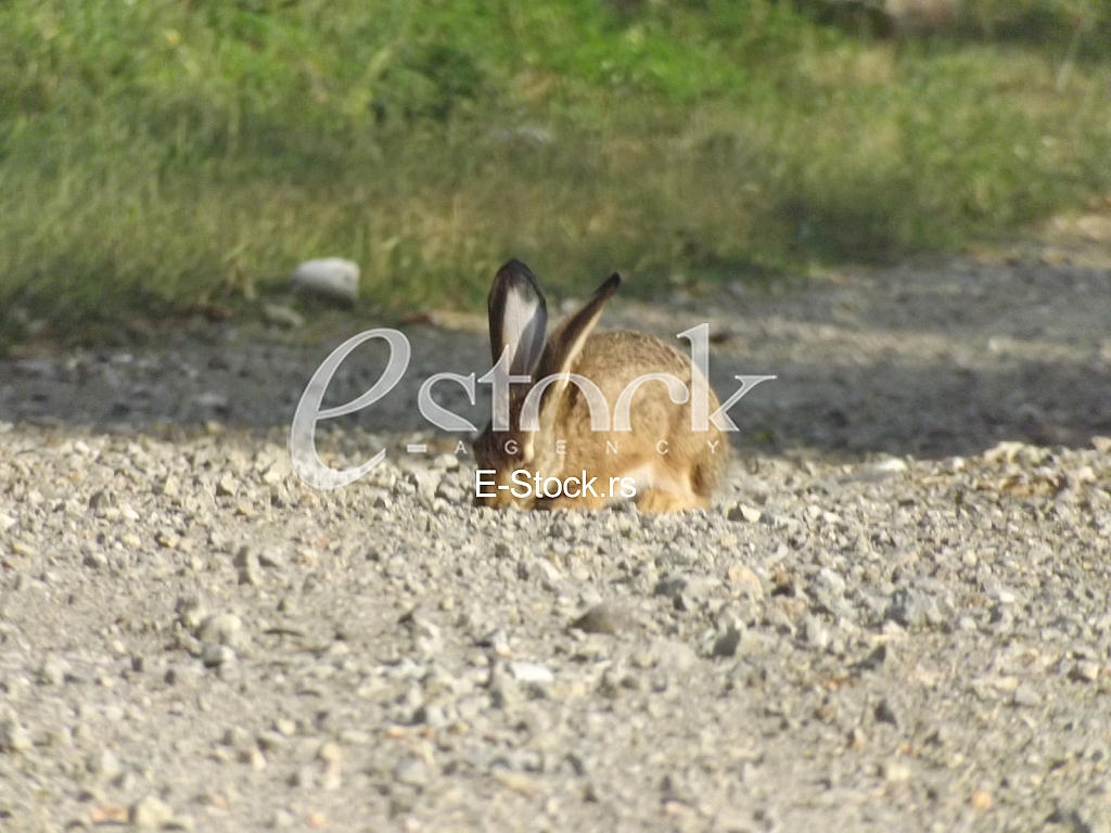 Divlji zec, wild rabbit Divlji zec, wild rabbit