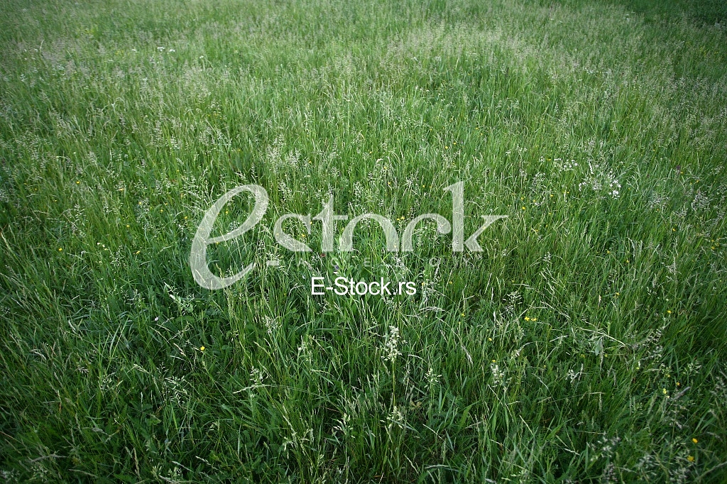 fresh spring green grass background texture straight