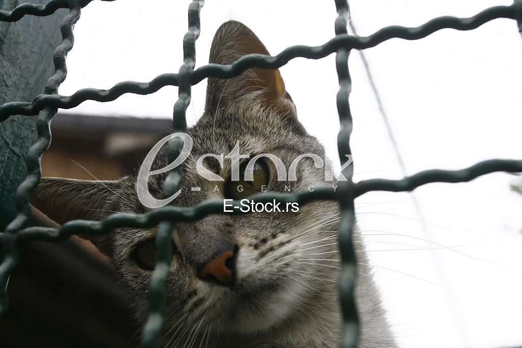 Cat pretty