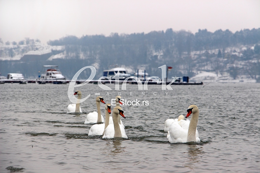 River Danube