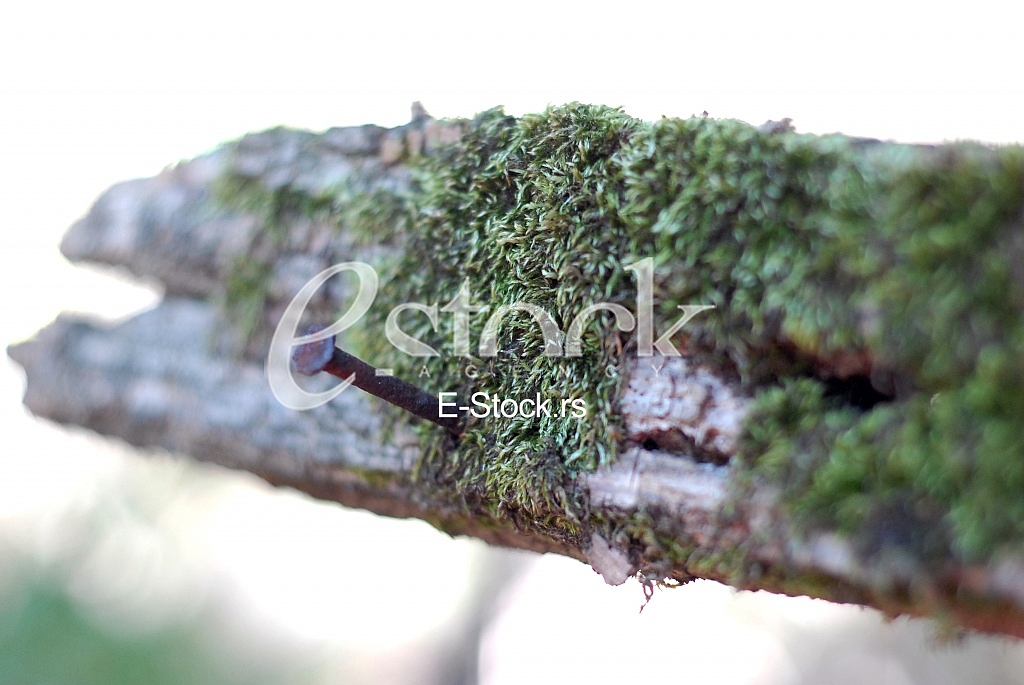 Ecology