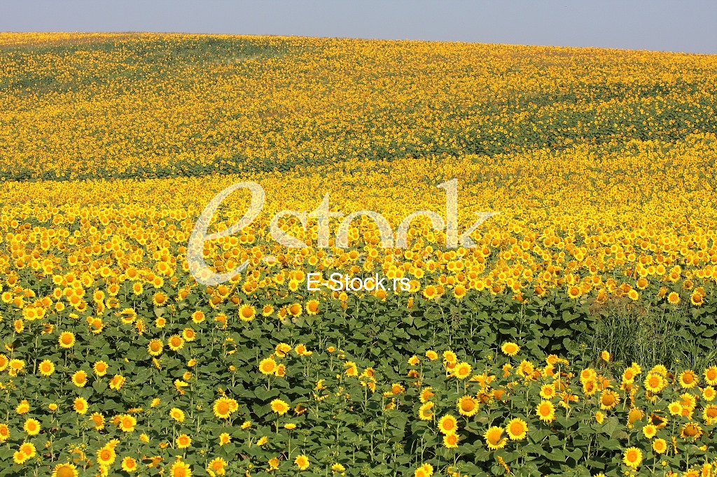 field of sunflowers and blue sun sky