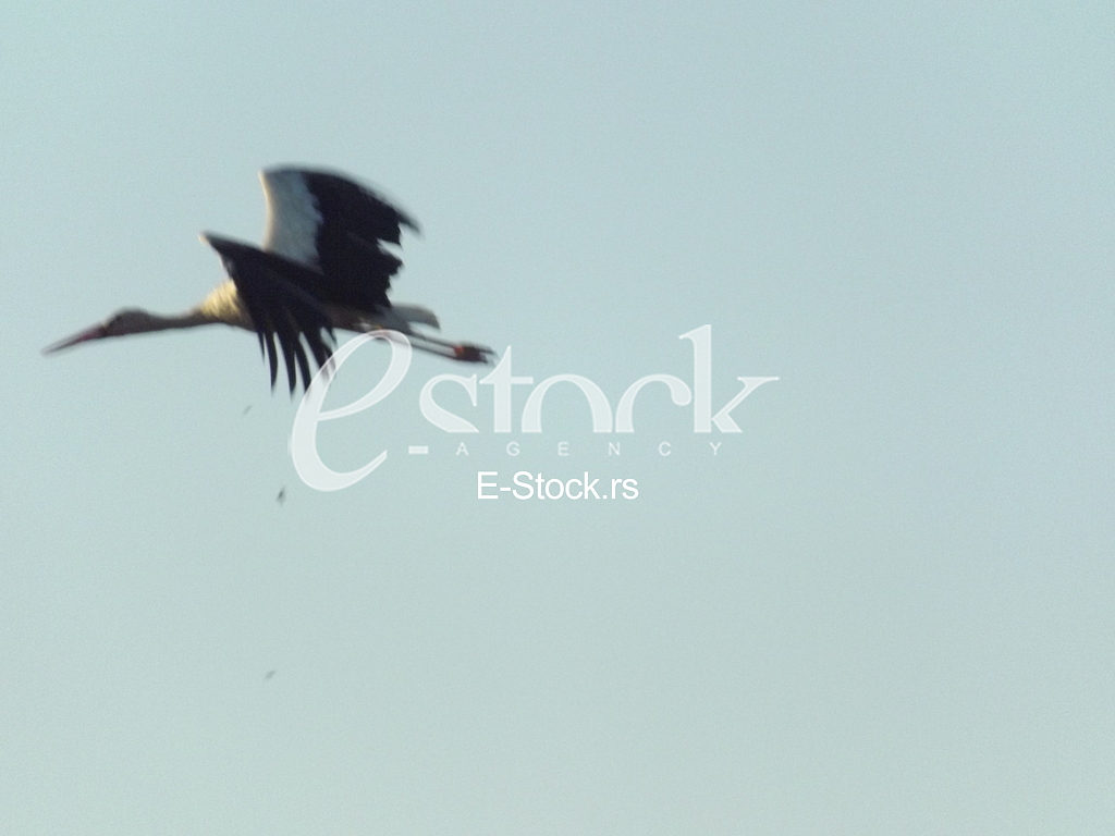Stork, Roda