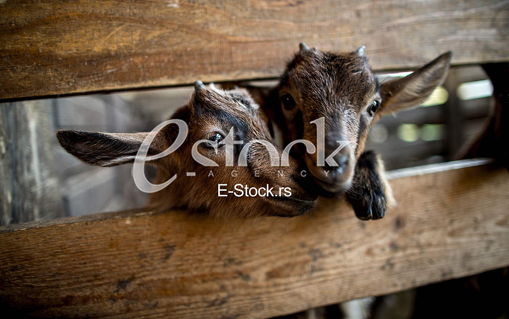 Goat farm Serbia