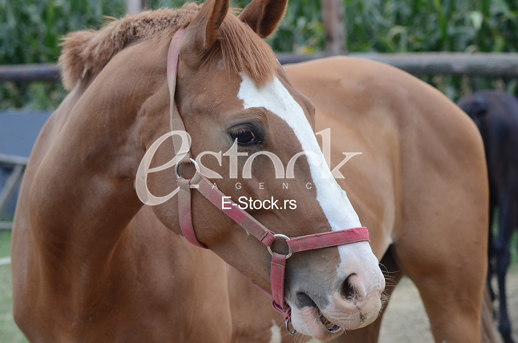 Horse