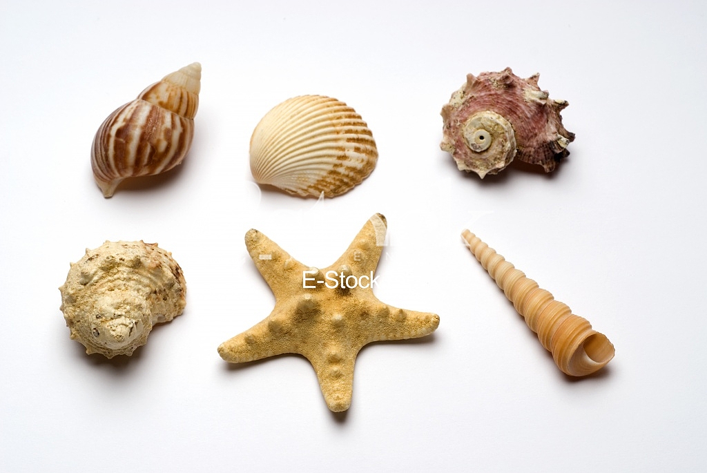 Starfish, shell