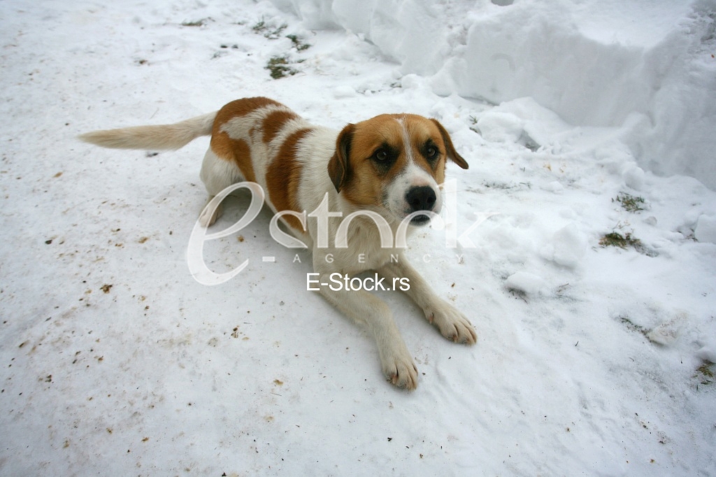 stray dog on the snow stray dog on the snow