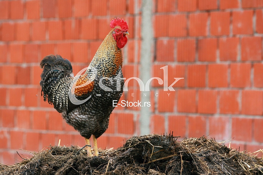 Beautiful rooster crowing crows rooster