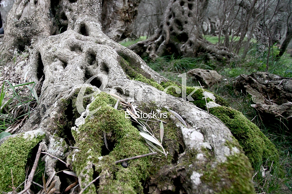 Montenegro Montenegro