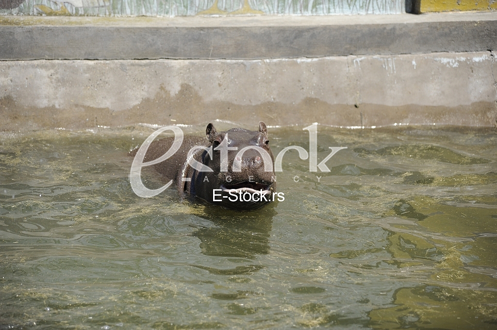 Belgrade zoo on summer day
