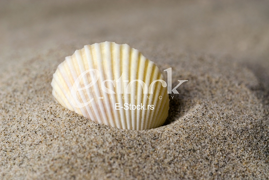 Starfish, shell