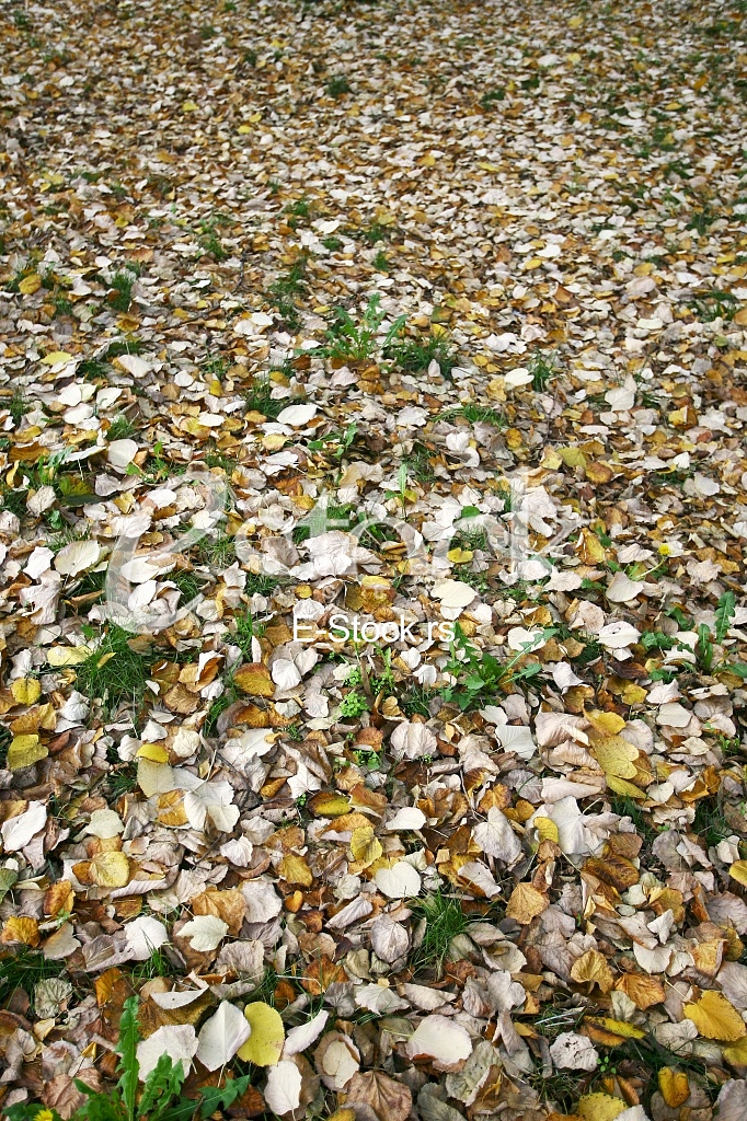 fallen autumn leaves