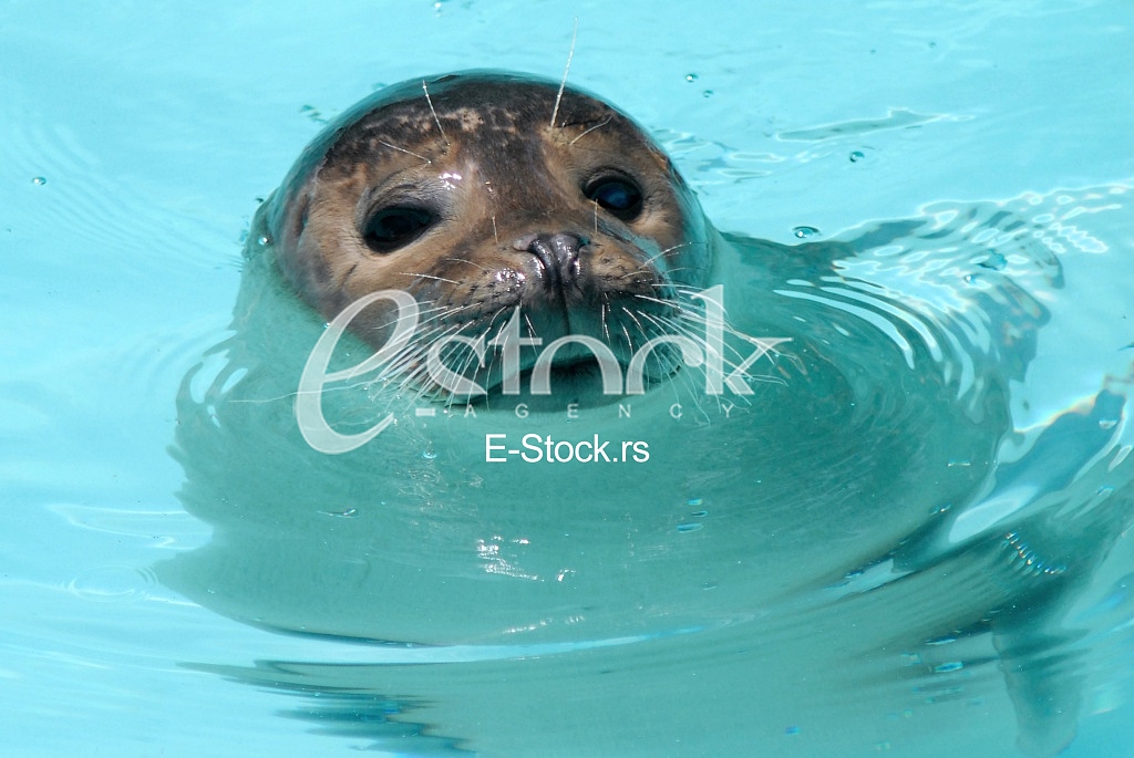 Wild sea calf, foka