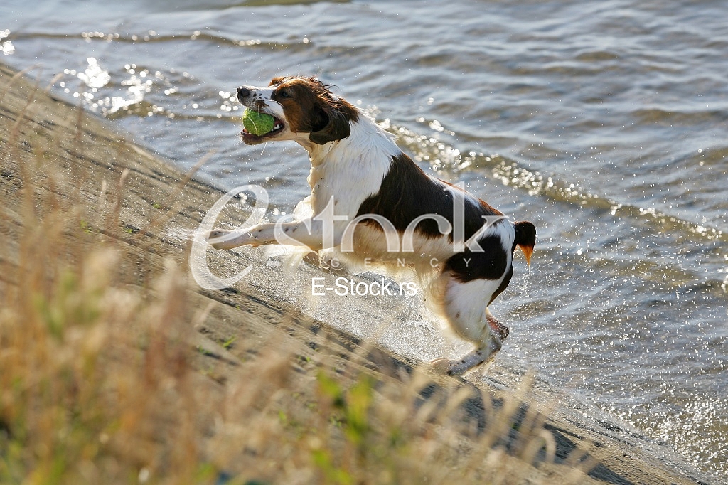 a dog swims in the water and playing with a ball in the water