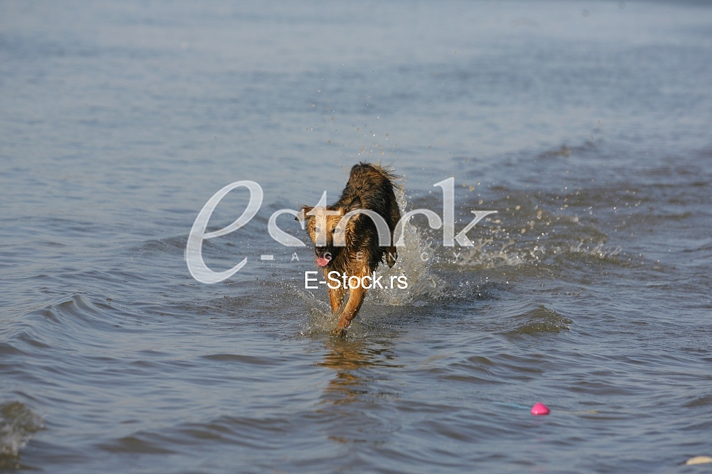 dog running through the water, dog runs on water