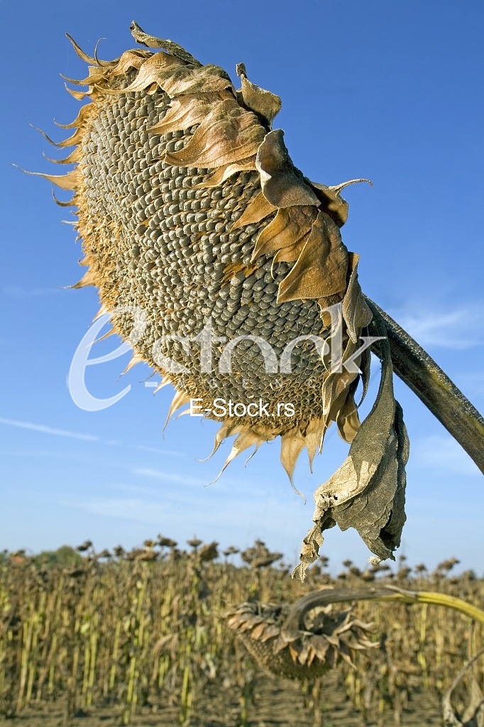Agriculture