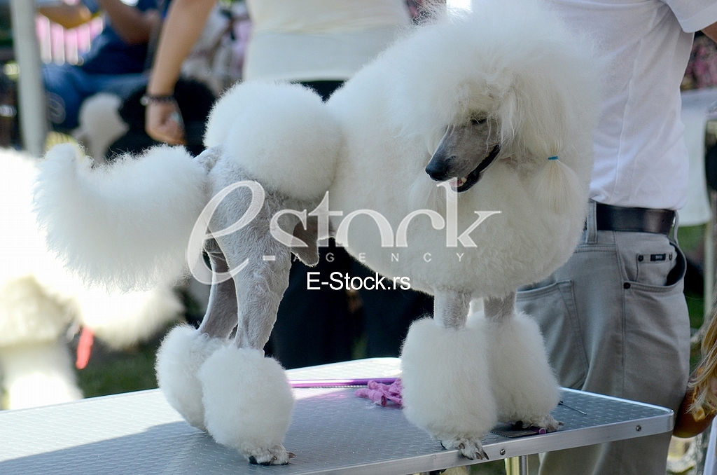 The first international festival of pets 