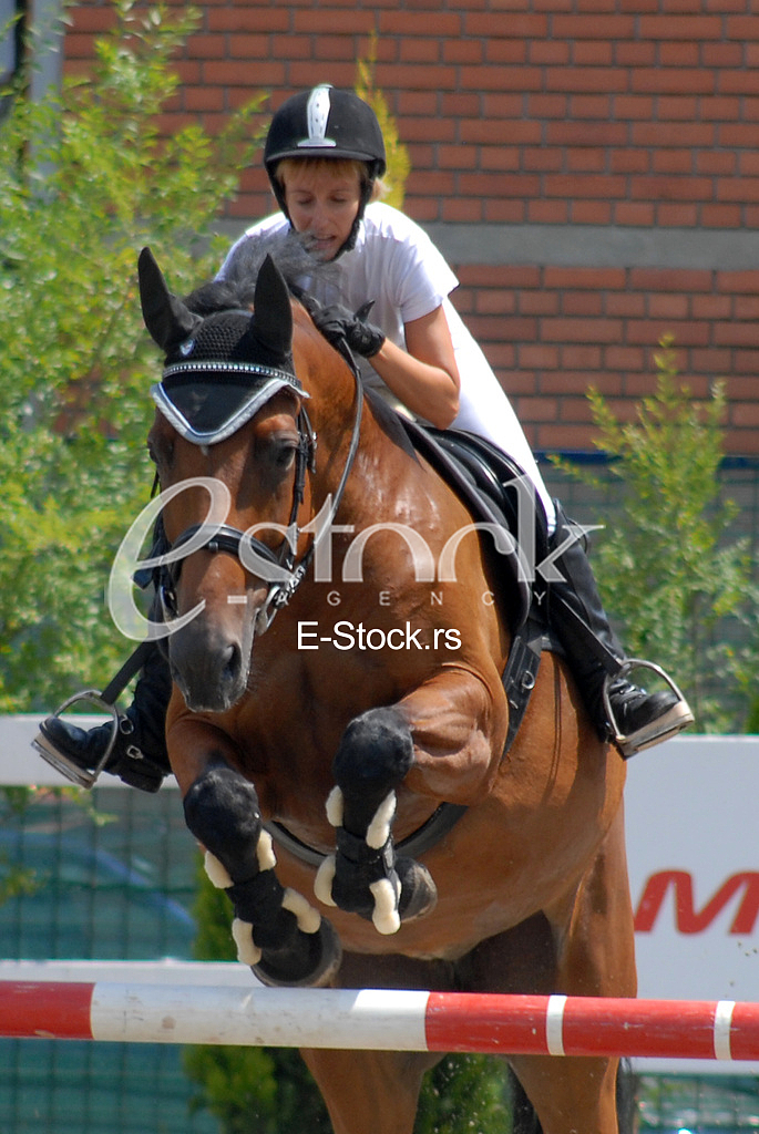 Equestrian Sport