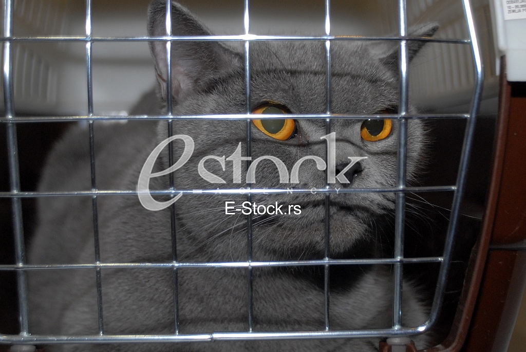 Cat show