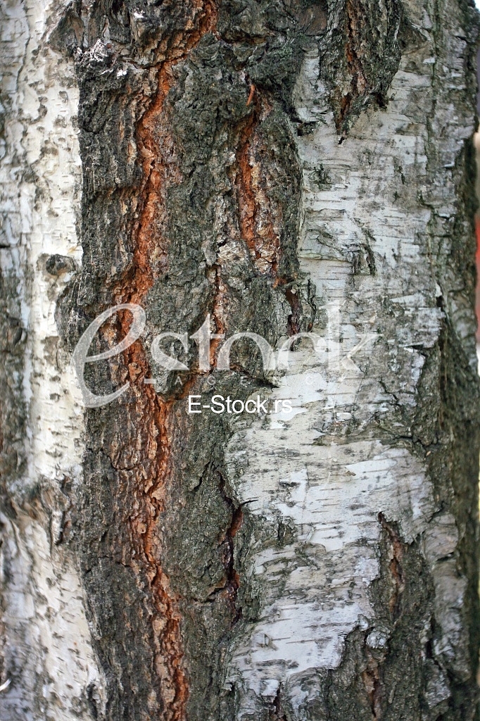 Bark texture background pattern crack old brown for design