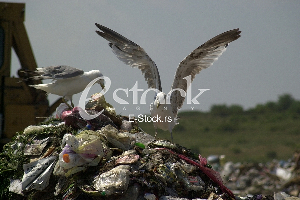 City dump