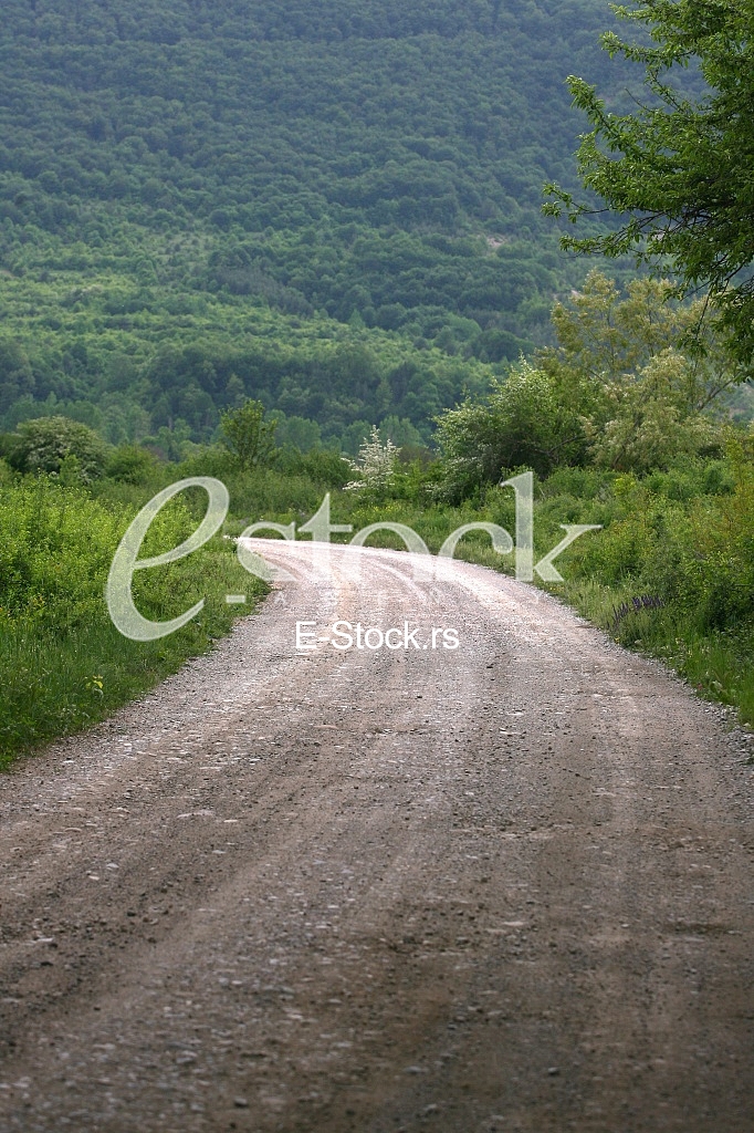 Rural road Country road, green trees and forest nature