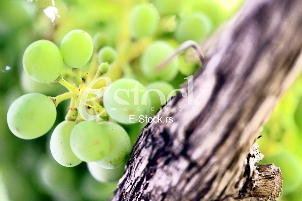 Fruits
