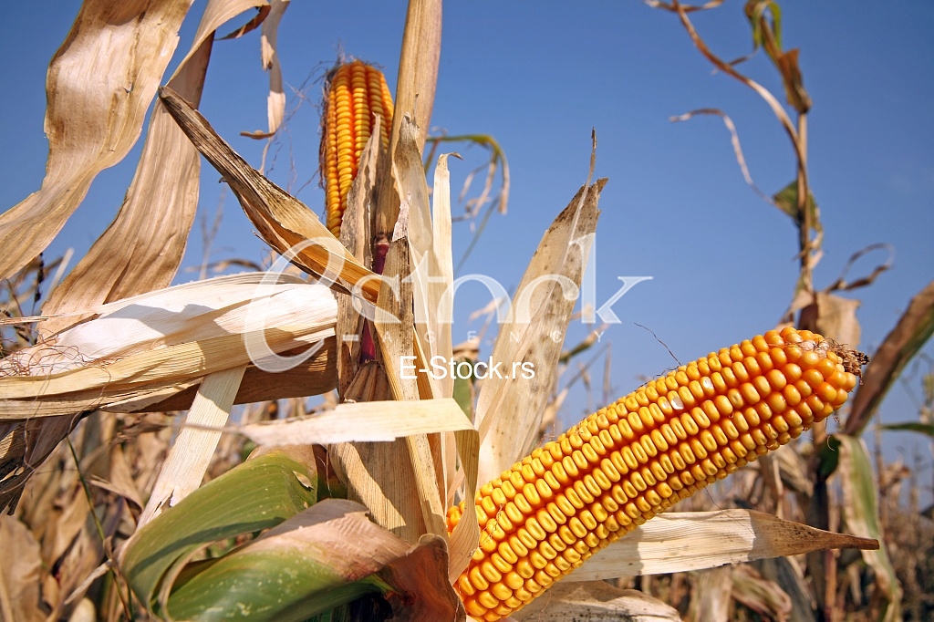Agriculture