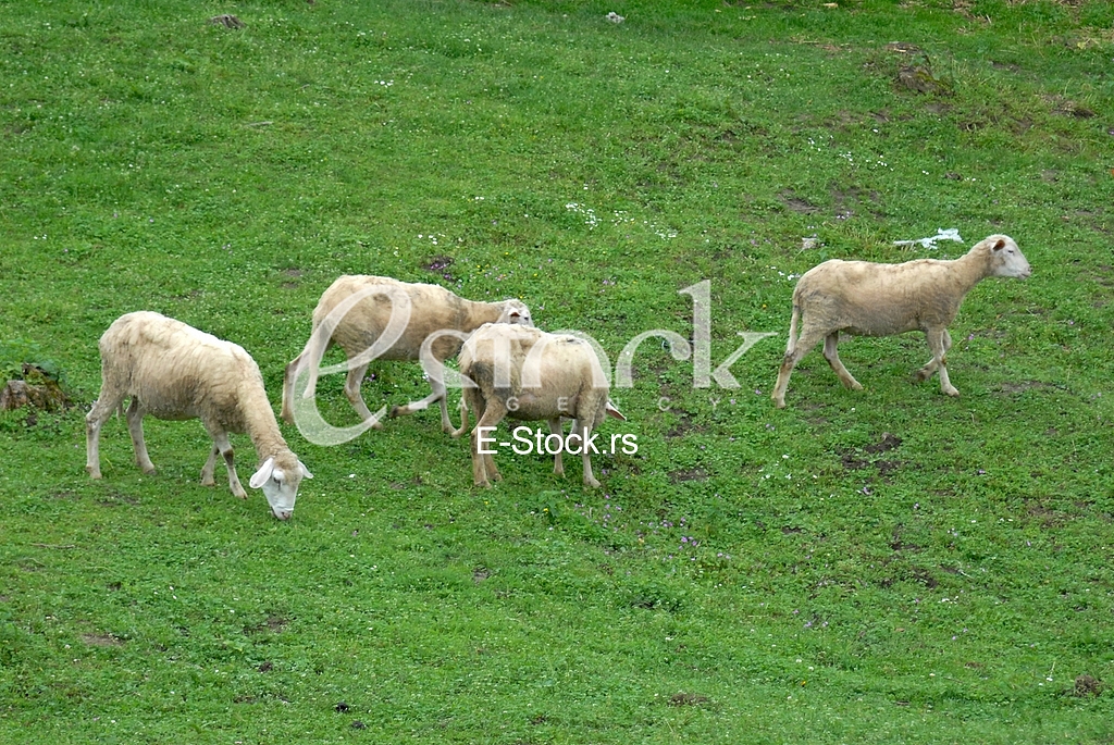 Sheep